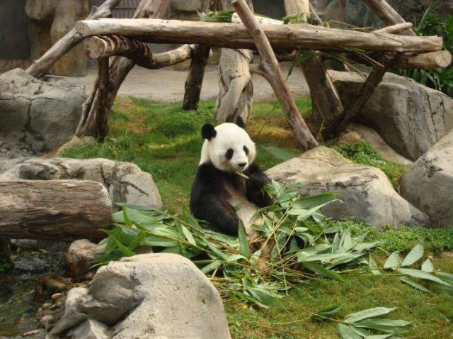 Як виховують маленьких панд в зоопарках (фото)
