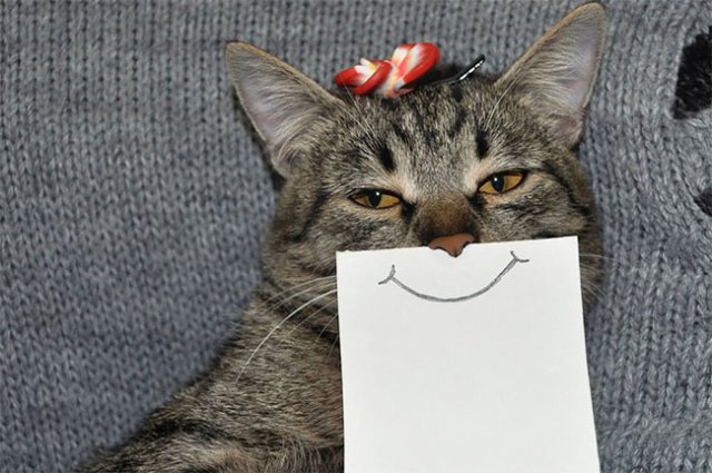 Як би виглядала кішка, якби володіла емоціями? (фото)