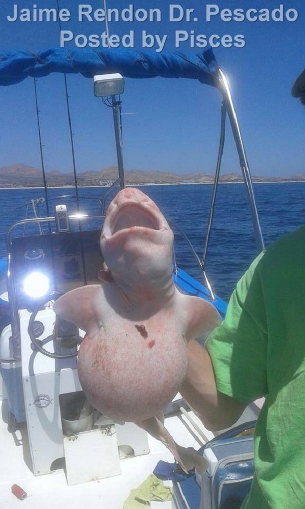 У Мексиці спіймали і відпустили акулу-мутанта (фото)