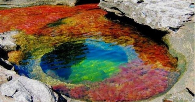 Колумбійська кольорова річка-веселка