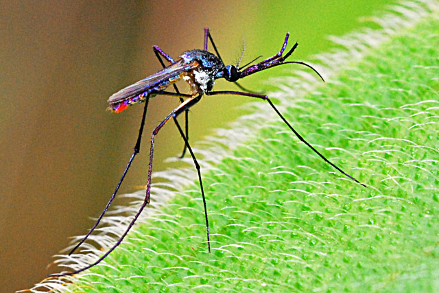 Неправильні комарі, які полюють на комарів-кровососів