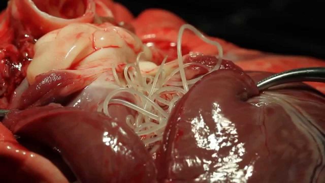 Що відбувається в організмі, після того як ми їмо м'ясо (відео)