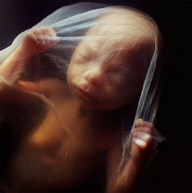 Від зачаття до пологів: 9 місяців розвитку немовляти в 19 фотографіях