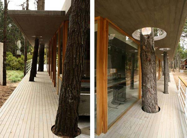 Дерева, які органічно вписалися в дизайн будинку (фото)