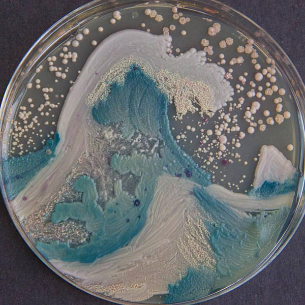 Картини, створені бактеріями в чашках Петрі (фото)