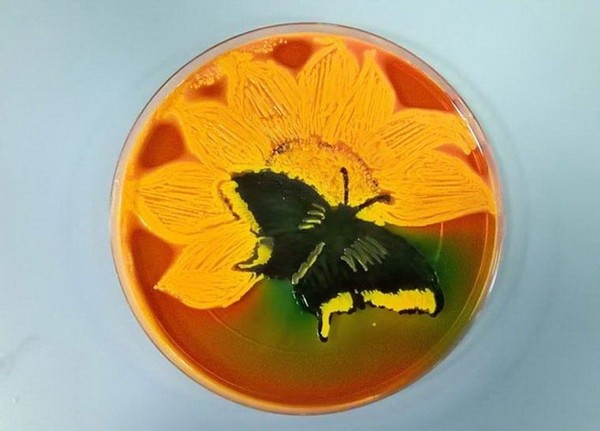 Картини, створені бактеріями в чашках Петрі (фото)