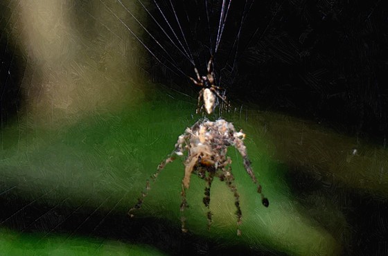 Амазонські павуки ховаються від хижаків, створюючи двійників