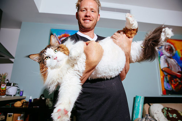 Самсон, найбільший кіт Нью-Йорку (фото)
