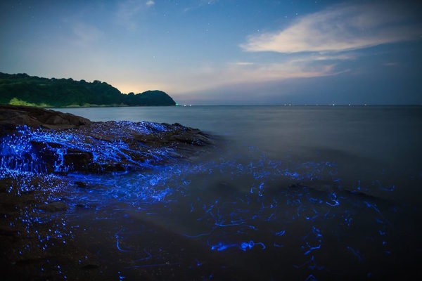 Планктон, що світиться (фото)