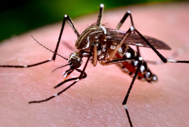 Як комар п'є кров? (відео)