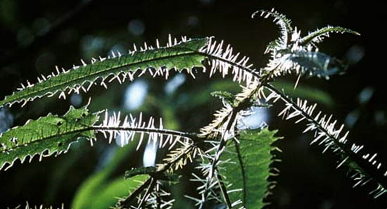 Онгаонга - найнебезпечніша рослина в світі (відео)