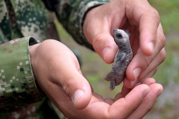Колумбійські ВМС та рятування маленьких черепашок (фото)