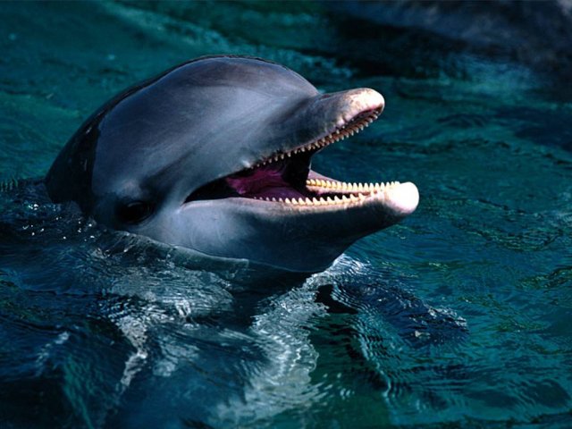 Експеримент і дельфіни-хитруни