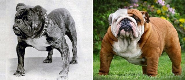 Як змінилися породи собак за останні 100 років (фото)