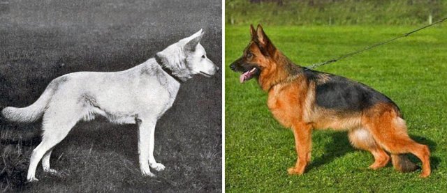 Як змінилися породи собак за останні 100 років (фото)