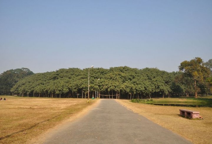 В Індії росте дерево, яке займає площу 1,5 гектари