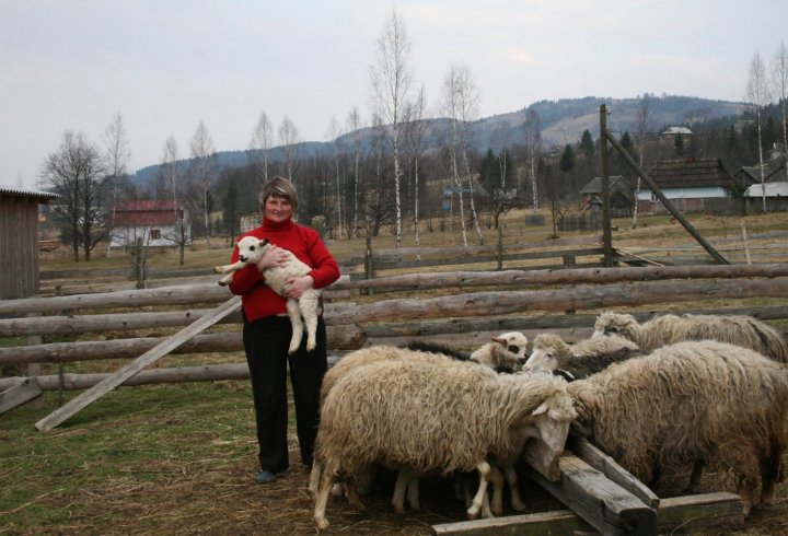 На фермі в Прикарпатті людей лікують спілкуванням з вівцями