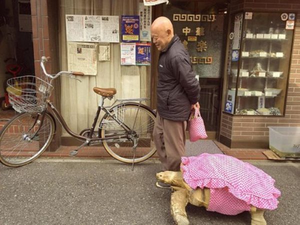 Терпеливий чоловік вигулює черепаху вулицями Токіо (фото)