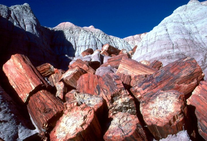 Петріфайд-Форест - скам'янілий ліс в Арізоні (фото)