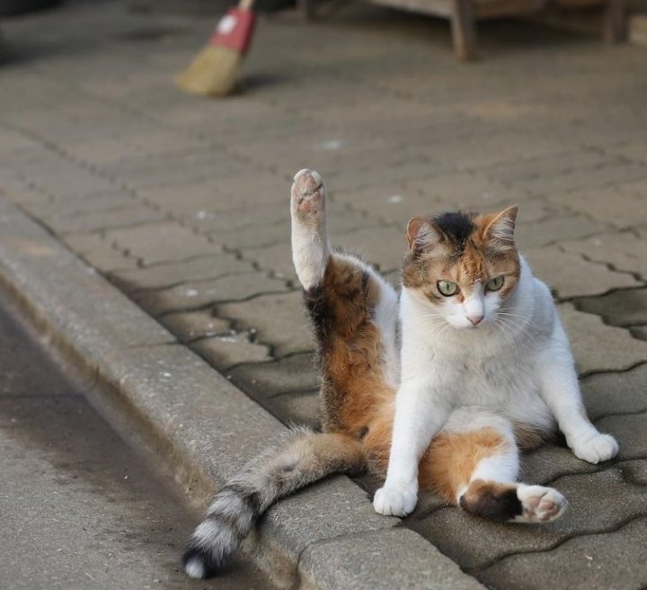 Японський фотограф фотографує бездомних котів на вулицях Токіо (фото)