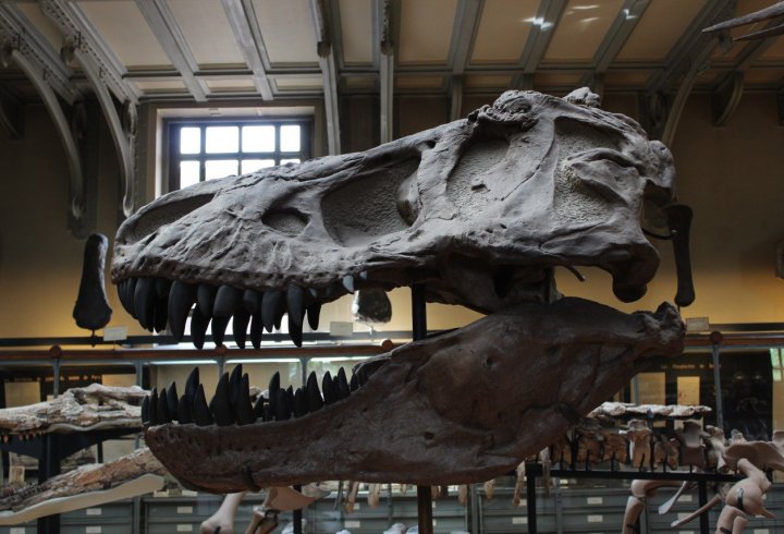 Музей палеонтології в Парижі (фото)