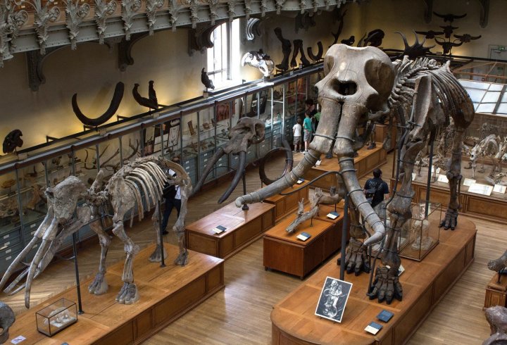Музей палеонтології в Парижі (фото)