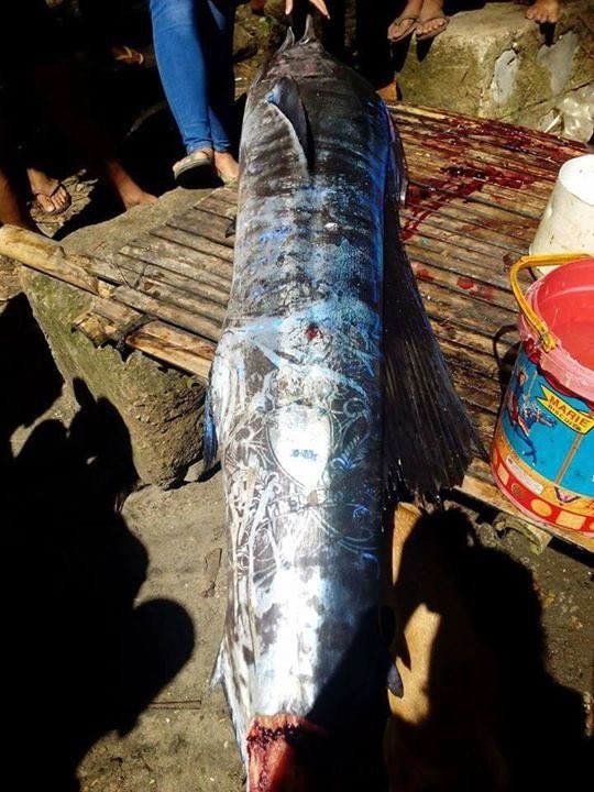 На Філіппінах спіймали рибу в дивних візерунках, схожих на тату (фото)