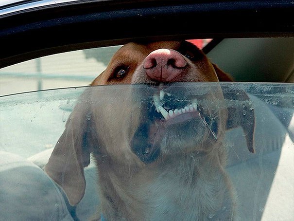Чому не можна влітку залишати тварин в зачиненій машині? (фото)