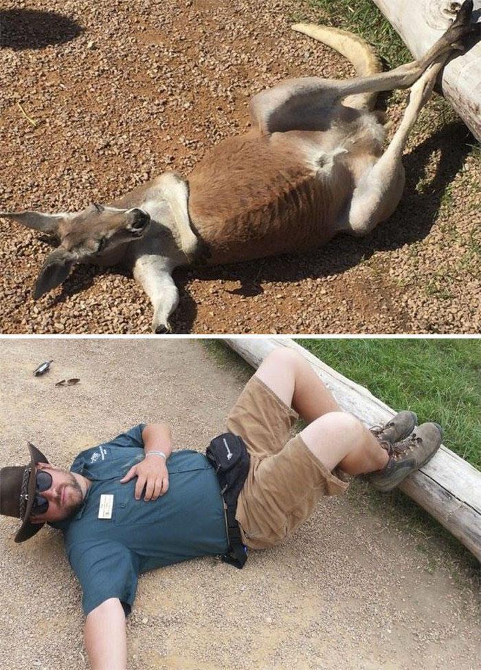Працівники зоопарку імітують поведінку тварин, щоб залучити більше відвідувачів (фото)