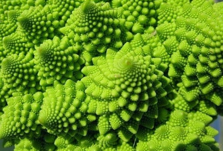 Дивовижна геометрія рослин (фото)