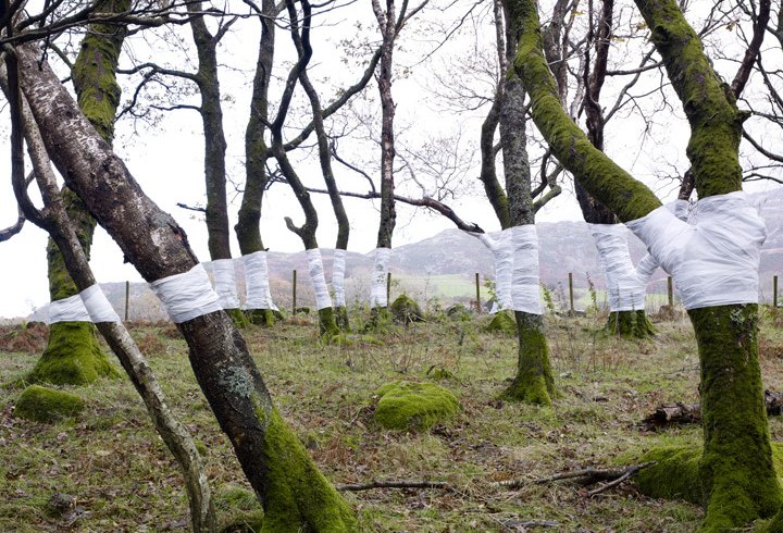 Дерева і лінії Зандера Олсена (фото)