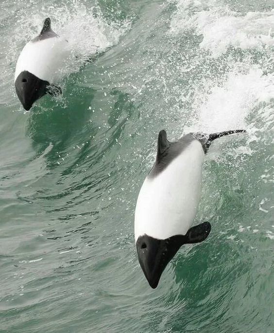 Дельфін-панда (фото)