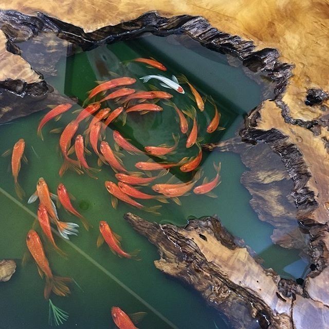 Золоті рибки Рюсуке Фукaхорі (фото, відео)