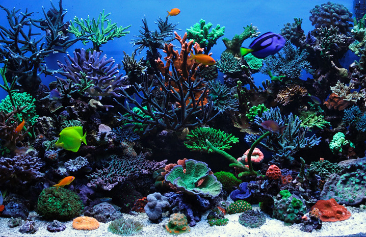Яких тварин можна тримати в акваріумі (фото)