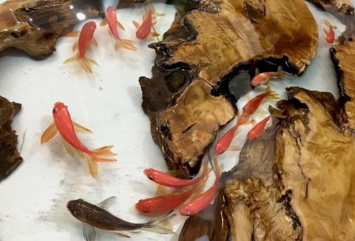 Золоті рибки Рюсуке Фукaхорі (фото, відео)