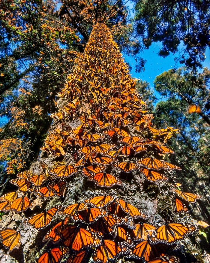 Як зимують метелики монархи (фото)