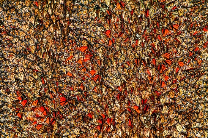 Як зимують метелики монархи (фото)