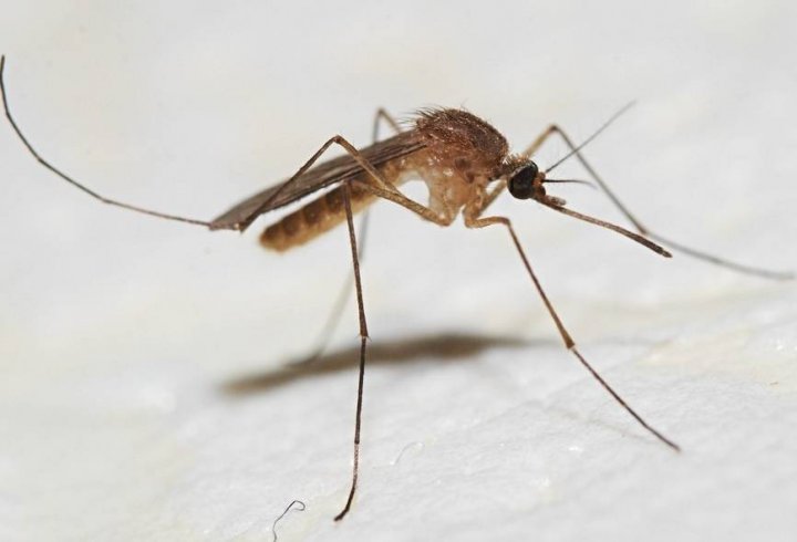 Чому комарі кусають одних людей більше за інших?