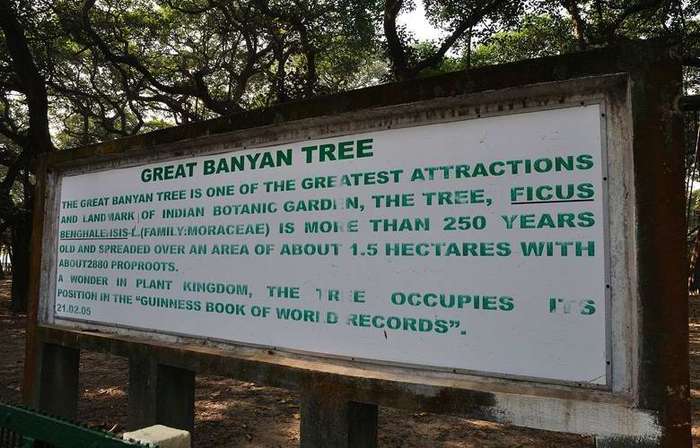 Дивовижний індійський ліс, що складається з одного-єдиного дерева (фото, відео)