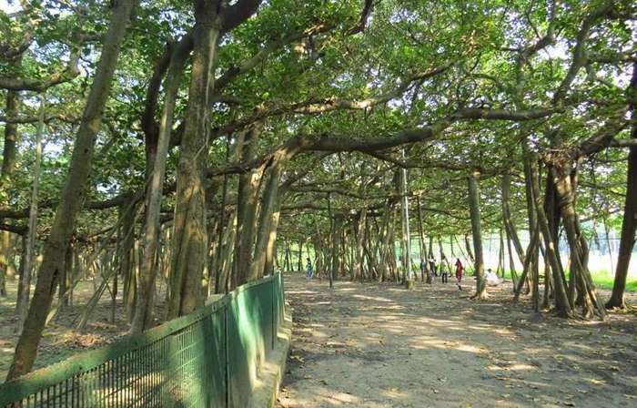 Дивовижний індійський ліс, що складається з одного-єдиного дерева (фото, відео)