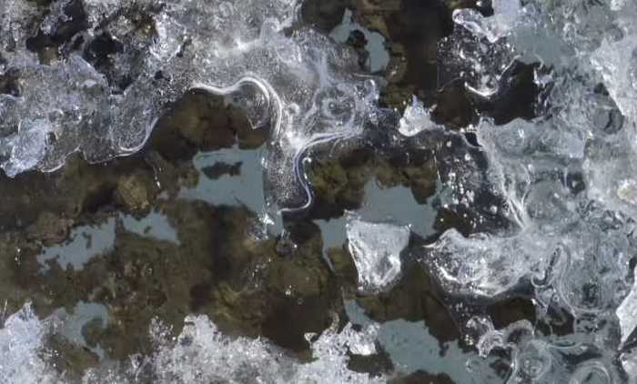 В Арктиці відтанули рослини, що замерзли 40 тисяч років тому (фото, відео)