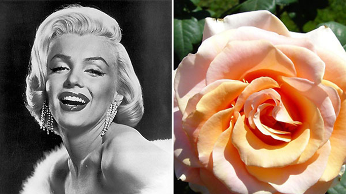 Троянда «Мерілін Монро», павук «Анджеліна Джолі», гагодон на честь Леді Гаги та інші