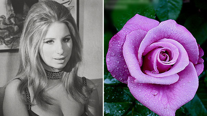 Троянда «Мерілін Монро», павук «Анджеліна Джолі», гагодон на честь Леді Гаги та інші