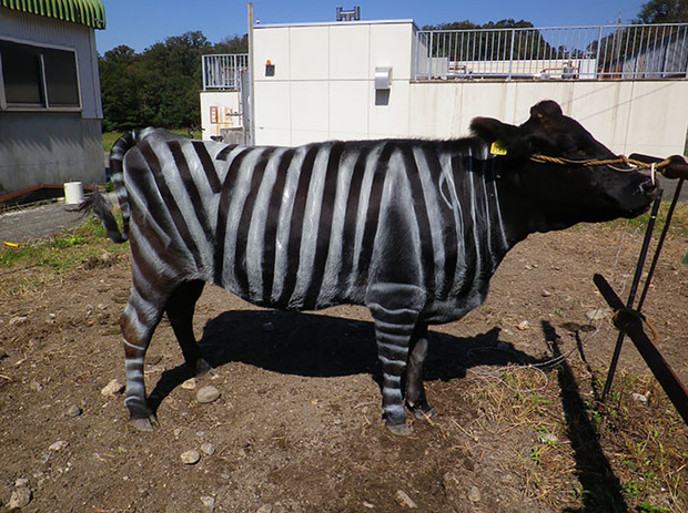 Чому в Японії перетворюють корів на зебр? (фото)