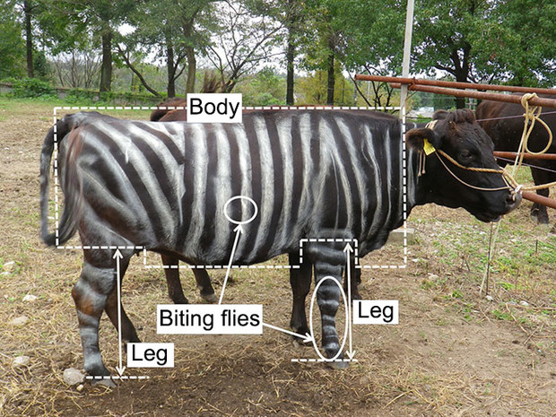 Чому в Японії перетворюють корів на зебр? (фото)