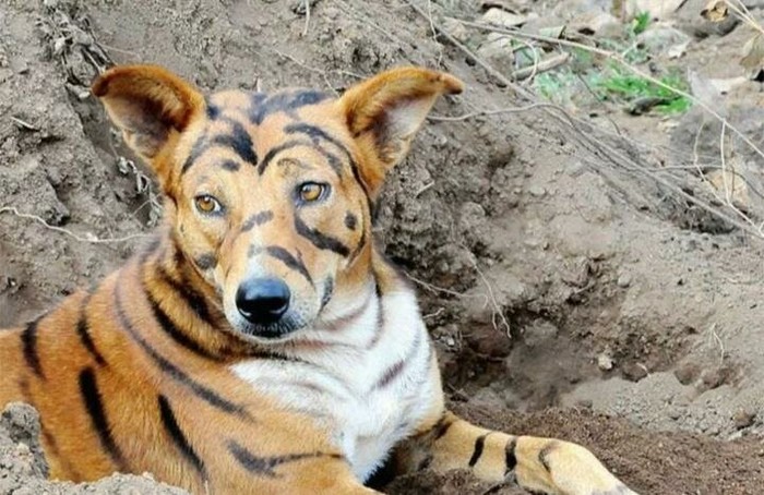 Фермер з Індії перефарбував свого собаку в тигра, щоб відлякувати нахабних мавп (фото)