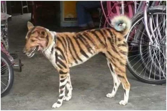 Фермер з Індії перефарбував свого собаку в тигра, щоб відлякувати нахабних мавп (фото)