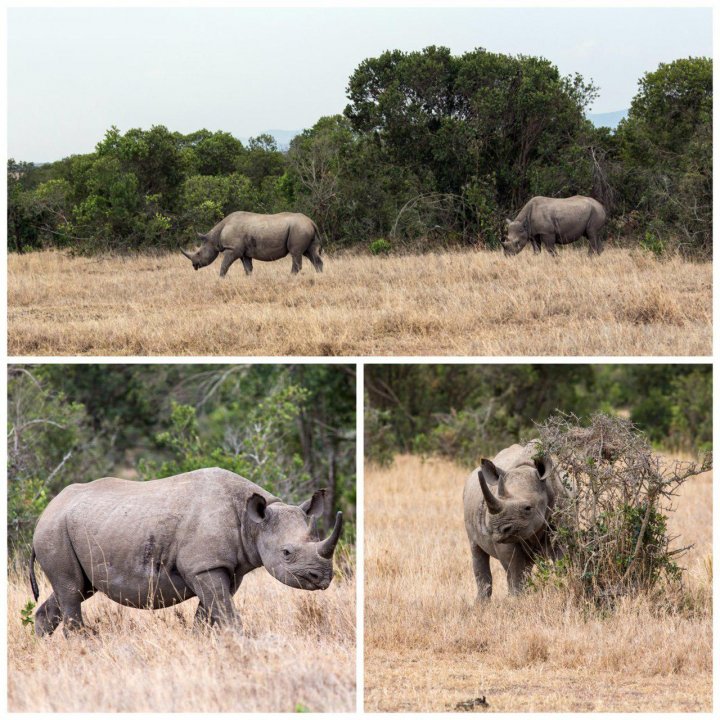 Дві останні самки білого носорога і жодного самця