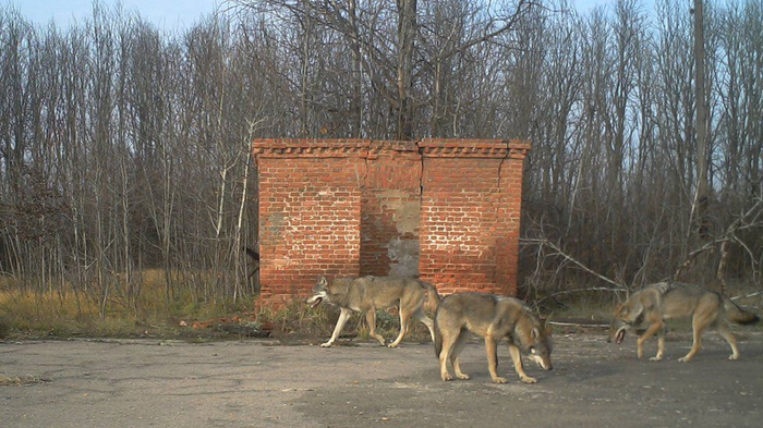 Радіація і Чорнобиль. Дикі тварини в зоні відчуження (фото)