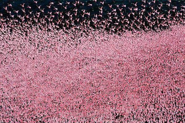 Озеро мільйонів рожевих фламінго (фото)